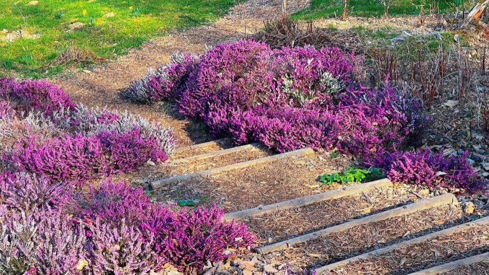 Les Bruyères du Sentier Botanique de Romarin Les Bruyères du Sentier Botanique de Romarin