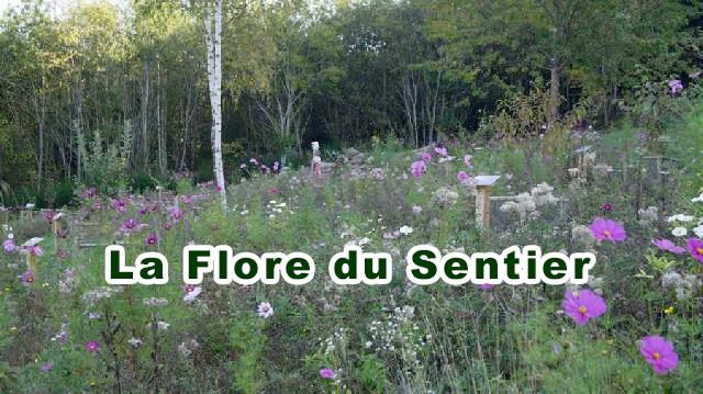 7-la-flore-du-sentier
