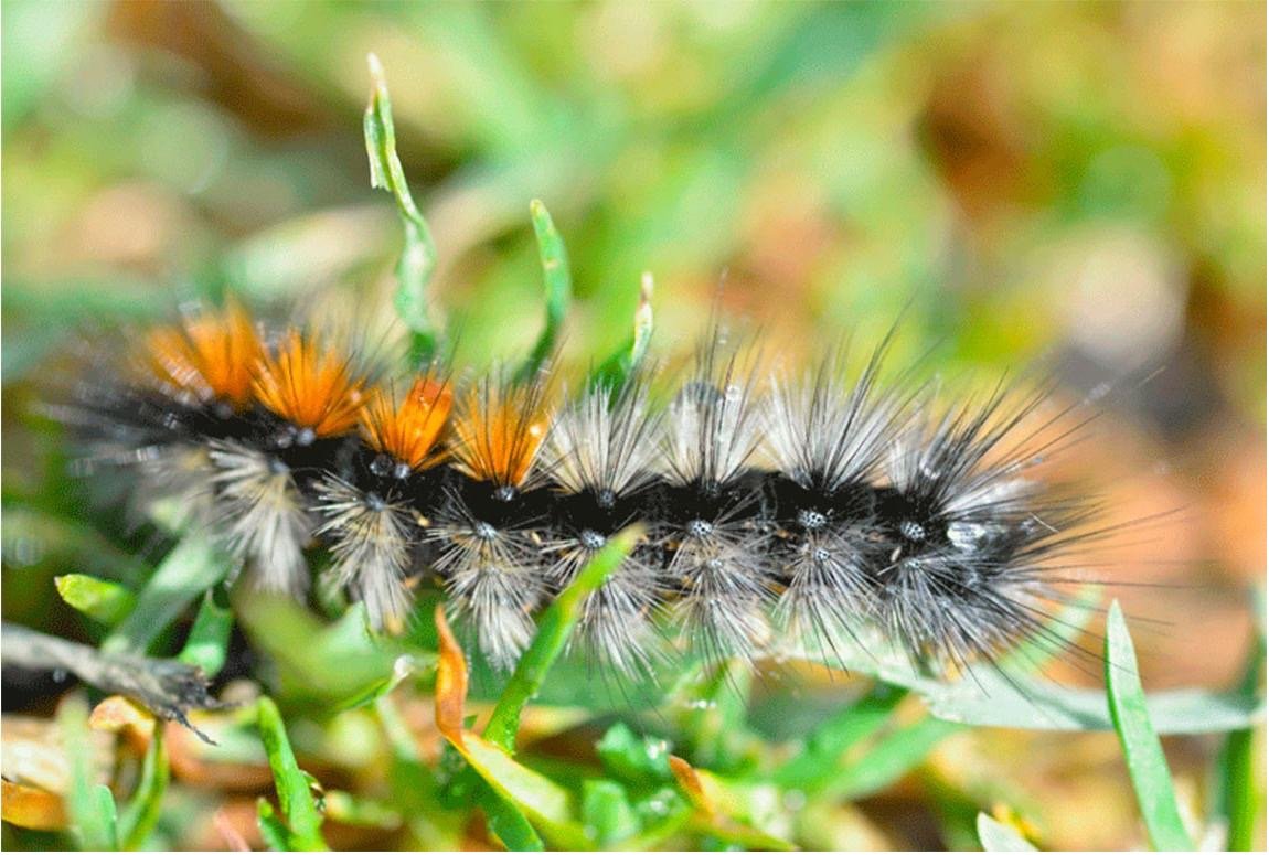 La Chenille processionnaire La Chenille processionnaire