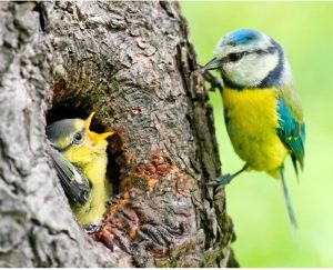 La Mésange La Mésange