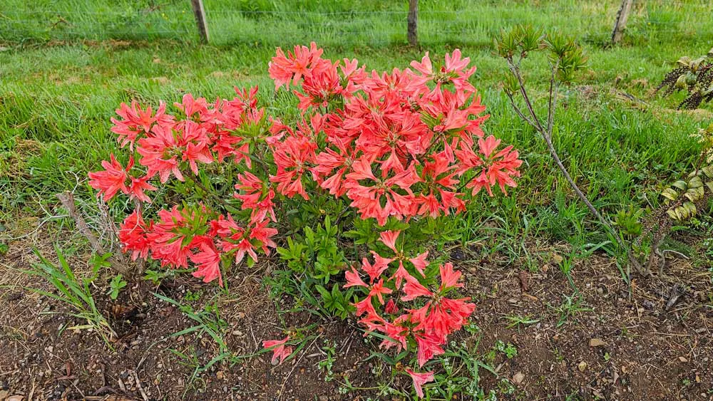 Azalée du Japon Azalée du Japon