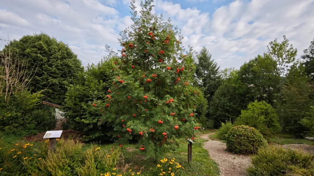 Sorbier des Oiseaux Sorbier des Oiseaux