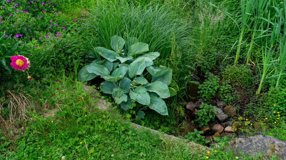 Hosta Hosta