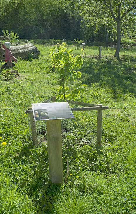 Les Arbres Fruitiés Les Arbres Fruitiés