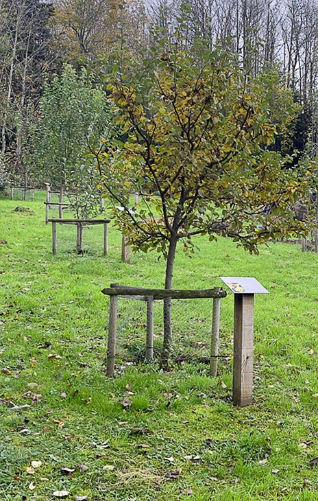 Les Arbres Fruitiés Les Arbres Fruitiés