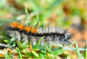 Chenille Processionnaire Chenille Processionnaire