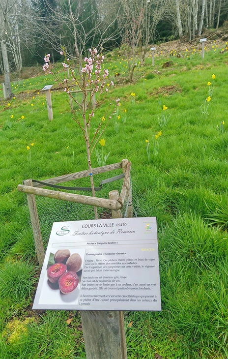 Les Arbres Fruitiés Les Arbres Fruitiés